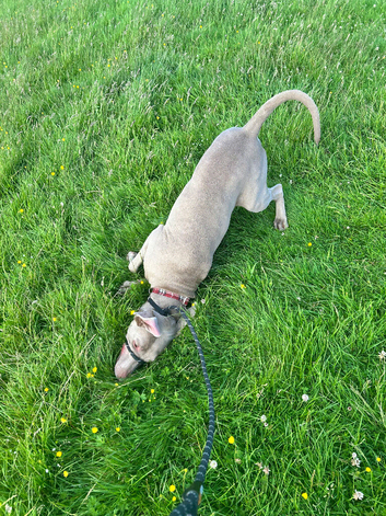 6 year old Weimaraner for sale