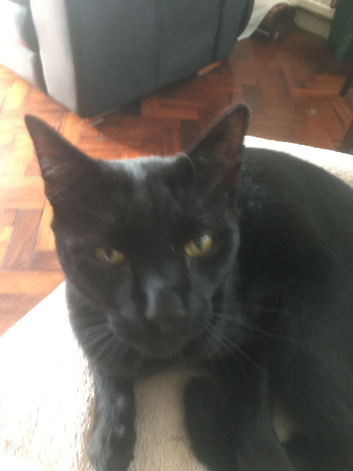 4yr castrated/chipped Bombay all black large cat for rural home used to cats.