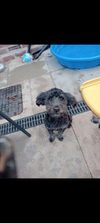 6 month old female cockapoo