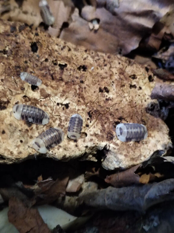 Cubaris White ducky Isopod