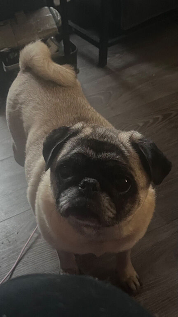 Beautiful fawn pug