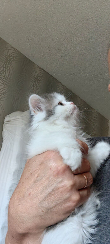 Lovely Scottish fold and straigh kittens