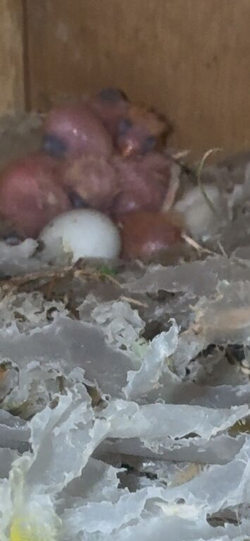 Sunconure chicks for sale