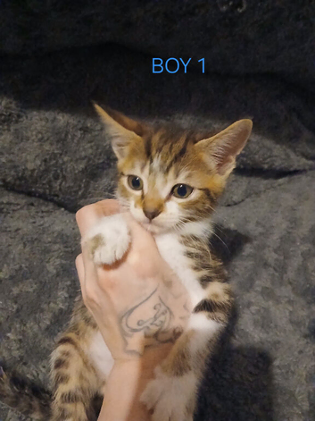 Mixture coloured kittens looking for forever homes