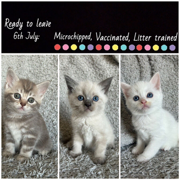 Adorable Norwegian forest kittens