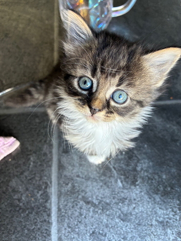 Maine coon and tabby kitten