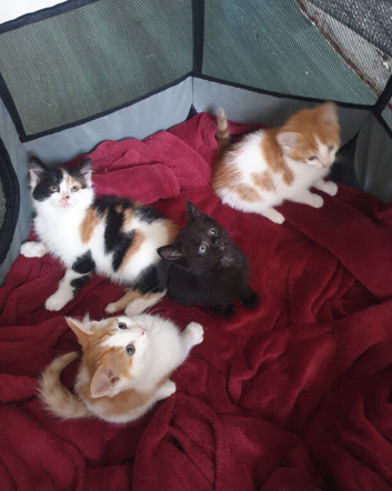 Lovely Kittens