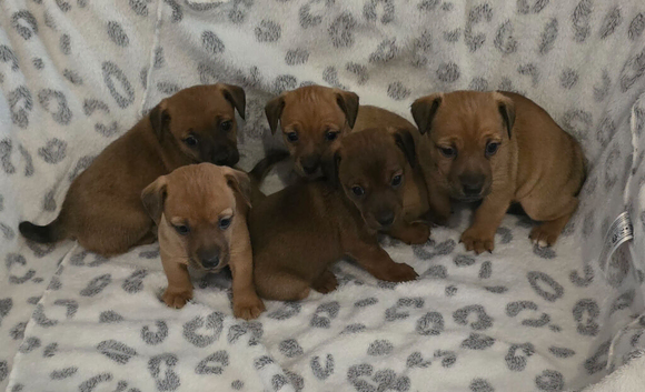 Jack Russell puppies