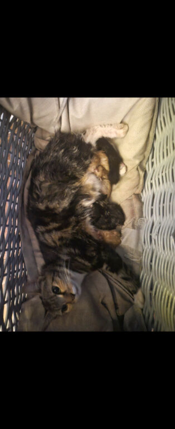 Beautiful kittens, i have both parents