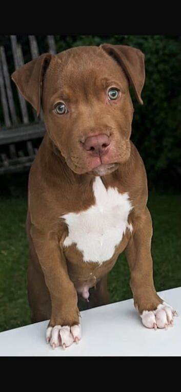 BEAUTIFUL 8 WEEK OLD STAFFY X