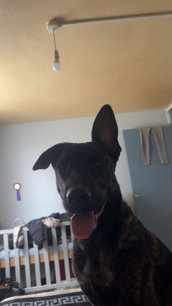 6month old Dutch herder x