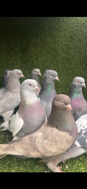 Turkish pigeon