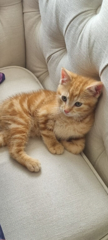 Orange shorthair kitten