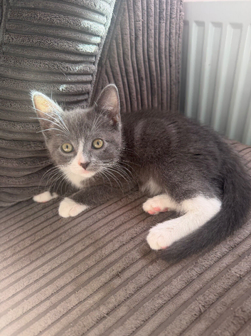 Grey/white female, silver grey tabby male kittens, ready now, 8 weeks, loving -