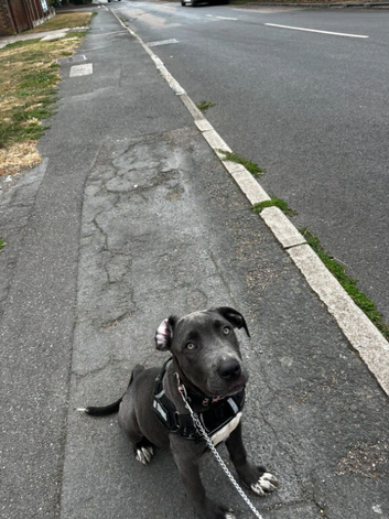 Stunning Cane corso pup