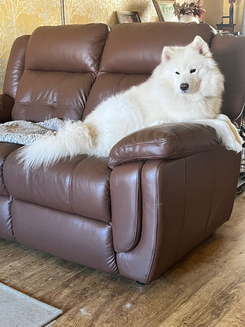 Samoyed