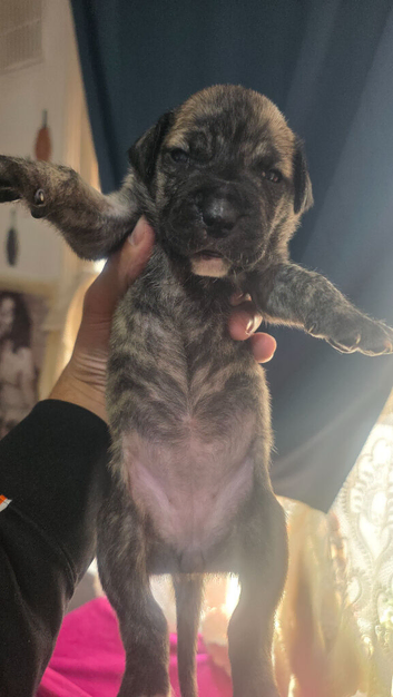 Beautiful presa canario x American p bully pus