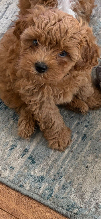 Cavapoochon puppy