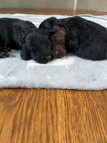 7 stunning F1 cockapoo puppies