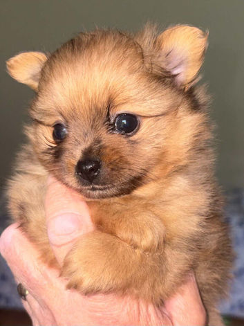Rare! Chocolate /tan Merle girl Pomeranian puppy