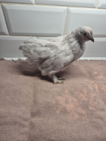 Group of lavender pekins
