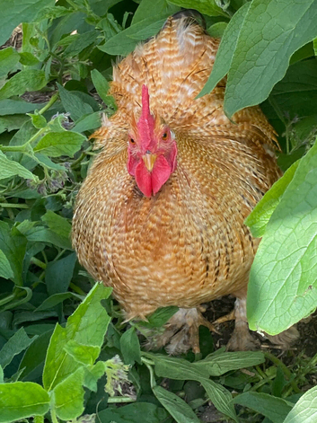Bantam cockerels in need of new homes