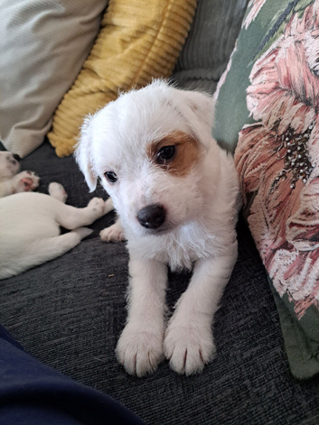 Jack russell puppys