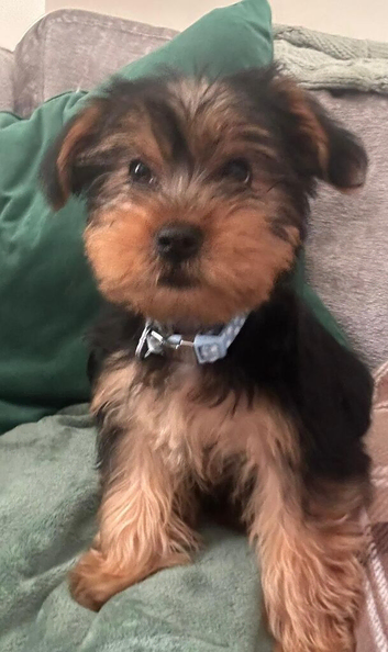 Gorgeous Yorkshire Terrier Boy