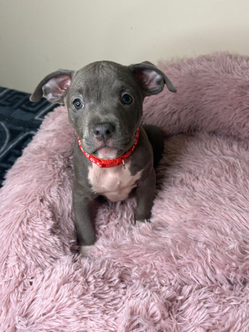 pocket bullys looking for forever homes.