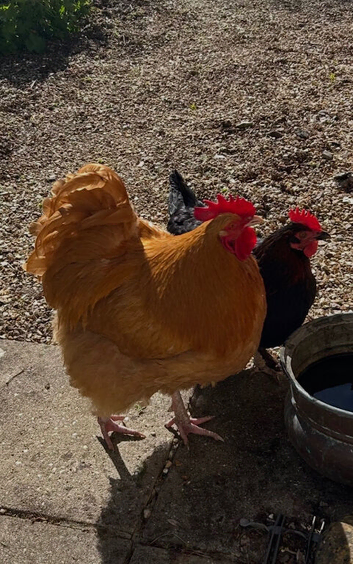 Mr Buff Orpington would love a new home with hens