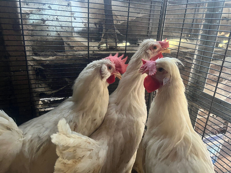 Leghorn and mix