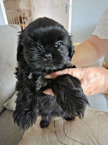 Shih Tzu Pups For Sale
