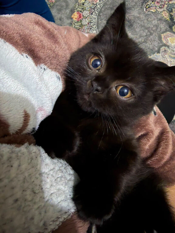 Dark chocolate British short-hair female 12 weeks
