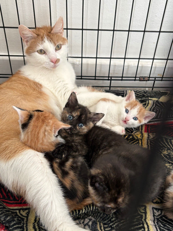 Gorgeous Kittens