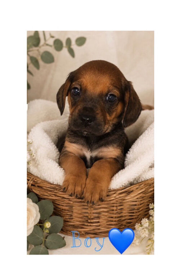 Miniature dachshund cross pups