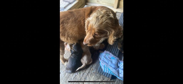 Stunning cockapoo pups