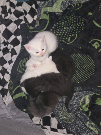 Kittens for sale