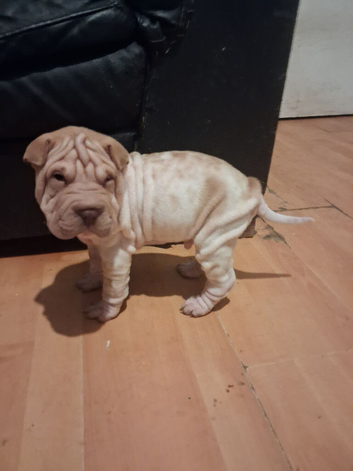 Shar pei puppy