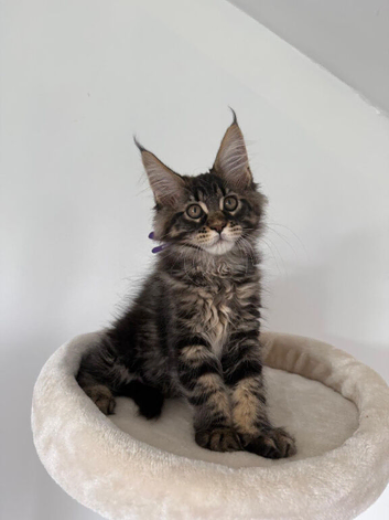 Champion Bloodline Kittens