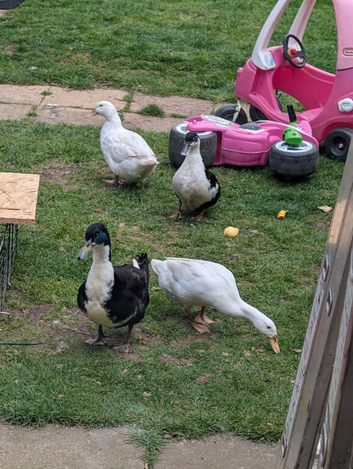 MAGPIE DUCK HATCHING EGGS
