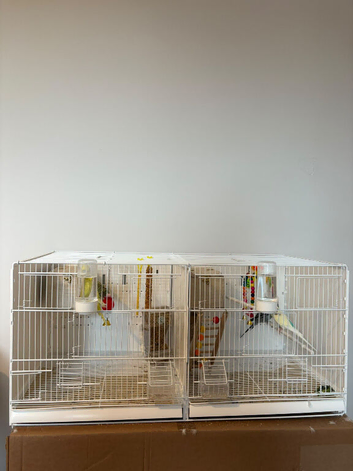 4 Beautiful Budgies - 10 Months Old - Cage Included