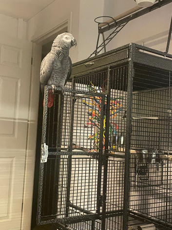 15 year old African grey