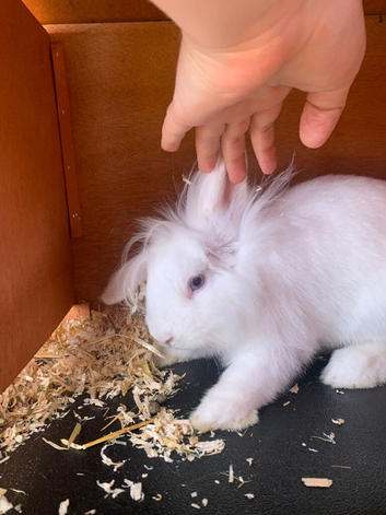 Female lion lop