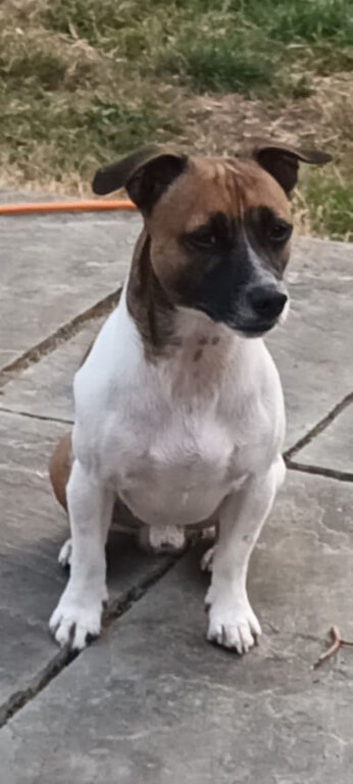 *JackRussell Stud Ronnie*