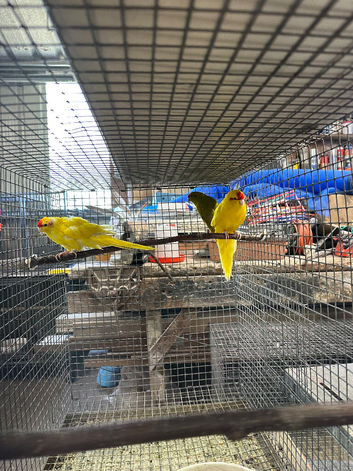 Pairs of Kakariki parrots available