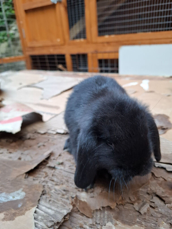 Mini Lops