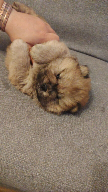 Chow chow puppies