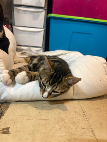 4 months old mixed bengal male