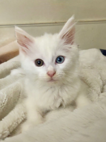 Mainecoon kittens READY NOW