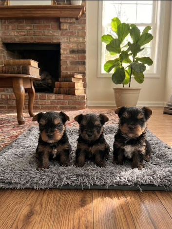 Miniature Yorkshire terrier puppy&rsquo;s